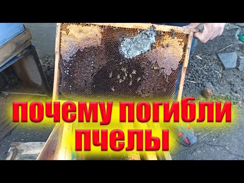 Видео: Почему погибли пчелы зимой. Почему пчелы не перезимовали? Анализ погибшей семьи Клещ Варроа