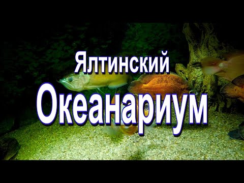 Видео: Океанариум