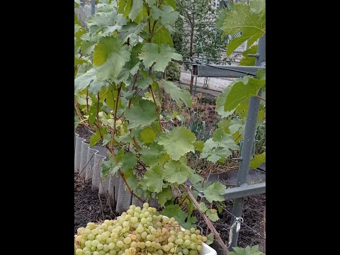 Видео: УКРЫТИЕ ВИНОГРАДА НА ЮЖНОМ УРАЛЕ!