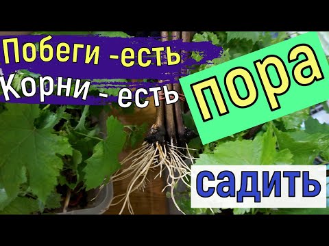 Видео: Виноград. Пересадка черенков  в стаканчики. Моя ошибка.