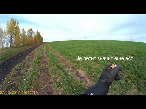 Видео: Сокол Чеглок полёты, тренировка и др. 7 окт 2017