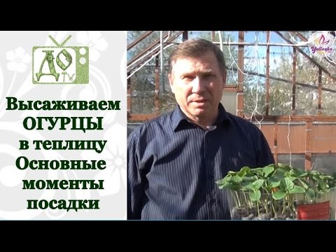 Видео: Высаживаем ОГУРЦЫ в теплицу. Основные тонкости посадки