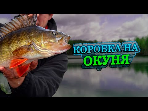 Видео: НА ЧТО ПОЙМАТЬ ОКУНЯ С БЕРЕГА?КАК собрать КОРОБКУ СИЛИКОНОВЫХ приманок для ловли КРУПНОЙ РЫБЫ!