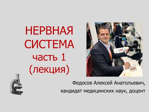 Видео: НЕРВНАЯ СИСТЕМА ЧАСТЬ 1 (ЛЕКЦИЯ ПО ГИСТОЛОГИИ)