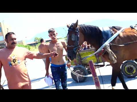 Видео: кушия