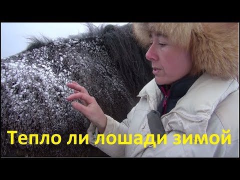 Видео: Тепло ли лошади в шерсти зимой?