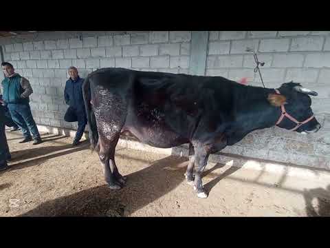 Видео: Молбозори Хочи Шариф Ш. Бохтар 7.11.2025