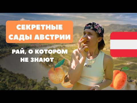 Видео: СЕКРЕТНАЯ АВСТРИЯ // 80€ за австрийские абрикосы