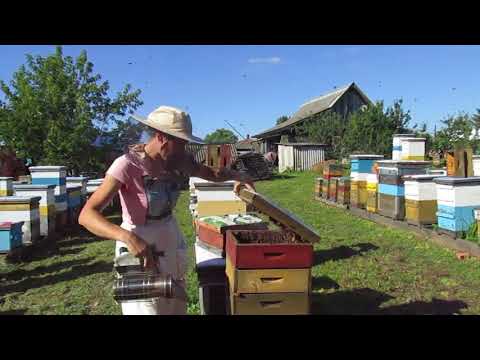 Видео: Снимаем мед. 2017 год. Альпийский улей.