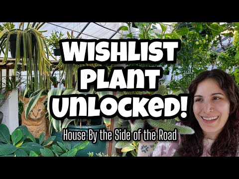 Видео: НАКОНЕЦ-ТО ПОЛУЧИЛ ОДИН!! 🌿 Покупка растений в магазине «Дом у дороги»