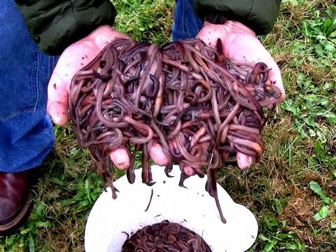 Видео: Как сделать идеальный электрический червячный добытчик!