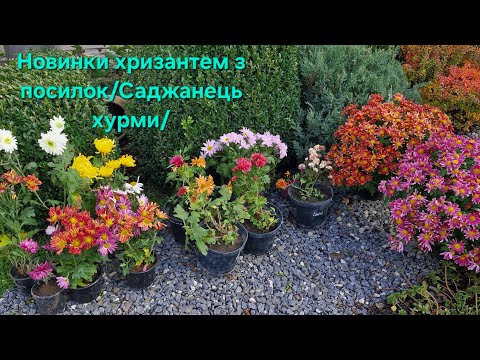 Видео: Новинки хризантем з посилок.Хурма-саджанець
