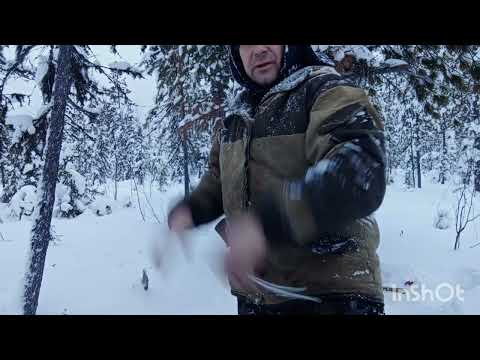 Видео: Промысел соболя. Пробиваю путик!