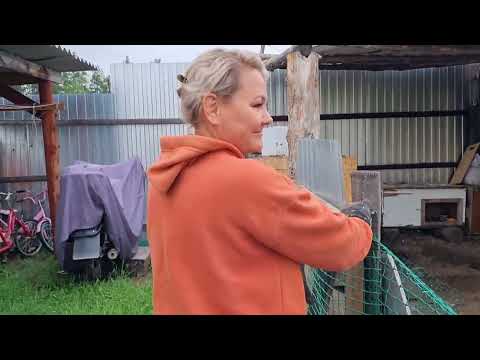 Видео: Тигээйилэри кытта сэрии