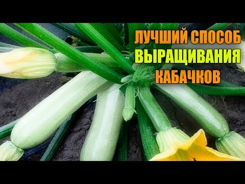 Видео: ЗАПОМНИТЕ ЭТОТ СПОСОБ ПОСАДКИ КАБАЧКОВ! СУПЕР УРОЖАЙ ГАРАНТИРОВАН!