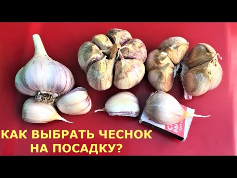 Видео: Чтобы вырастить крупный чеснок, когда сажать? Как выбрать чеснок на посадку? Хранение чеснока зимой