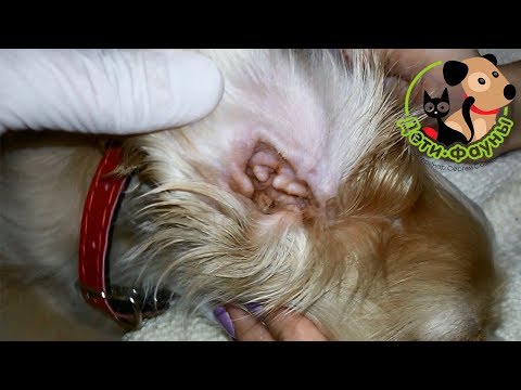 Видео: Отит у собаки, как лечить самостоятельно (один из способов)