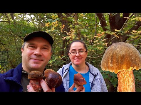 Видео: За грибами с Леной.Дубовички, белые грибы, подберёзовики.