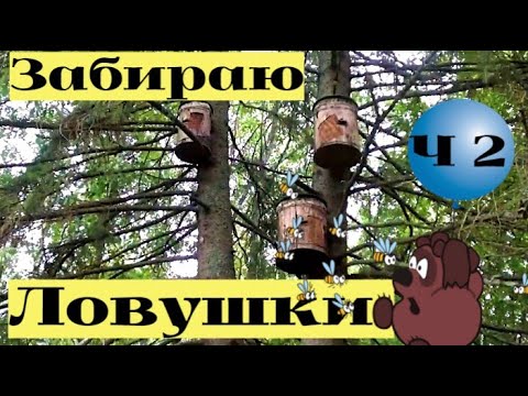 Видео: Поймал два роя пчёл. Часть 2 #26