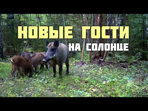 Видео: Новые гости на солонце.