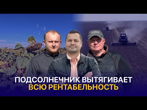 Видео: Могли бы засеять все подсолнечником, но бережем землю — КХ Амид