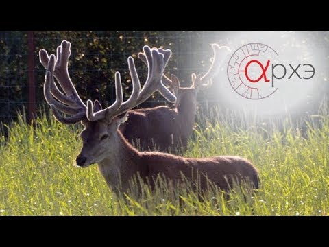 Видео: Михаил Кречмар:  "Изобилие дичи. От чего оно зависит? Что мы об этом знаем?"