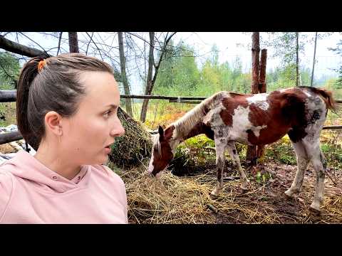Видео: ДИКАЯ ЛОШАДЬ С БОЙНИ. ПРОДОЛЖЕНИЕ. Как справляемся? Подготавливаем новый участок под строительство.