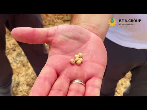 Видео: Як озимий горох за технологією Mzuri вижив без вологи і витримав весняні приморозки.