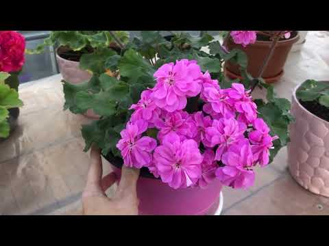 Видео: Пеларгония. Остатки роскоши😀