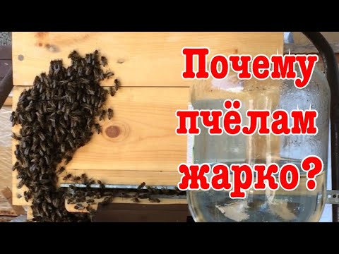 Видео: Вентиляция в улье. Альпийский улей