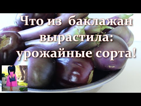 Видео: Самые урожайные! Самые вкусные! Сорта баклажанов, которые я выращиваю в открытом грунте