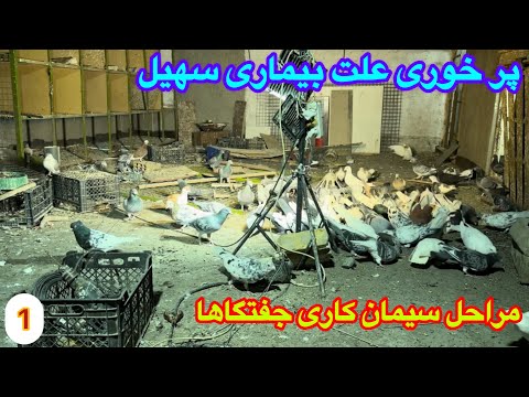 Видео: Этапы цементирования голубятни! Причина болезни Сохейля Пурхури и кражи пшеницы из мешка! Машхедс...