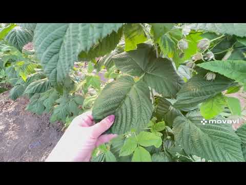 Видео: Бізнес на малині❗️Малина в теплиці.