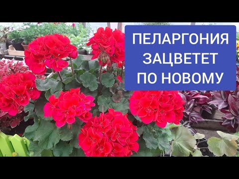 Видео: ГЕРАНЬ БУДЕТ ПЫШНО ЦВЕСТИ, чем подкормить /Пеларгонию/ осенью !!!