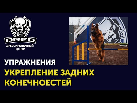 Видео: Упражнения для укрепления задних лап собаки | Что делать когда у собаки слабые лапы