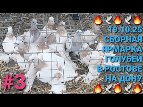 Видео: 🔥🕊🔥 Сборная ярмарка голубей в г.Аксай. Птичий рынок 19.10.25. Часть 3. Bird Market. Pigeon Fair.