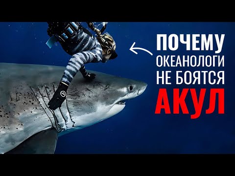 Видео: Не плавайте рядом с АКУЛАМИ, пока не посмотрите это видео