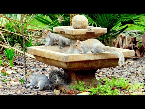 Видео: Кино Для кошек и собак 😸 Пугливые птицы и жадные белки 🐿 птички для кошек