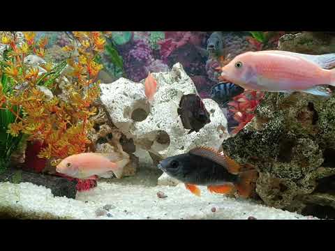 Видео: Цихлиды 160 литров. 