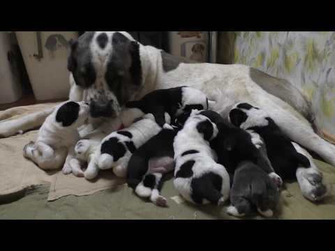 Видео: Туркменский алабай, щенки 15 дней. питомник "Шилеле".