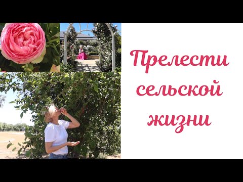 Видео: Прелести сельской жизни. Австралия