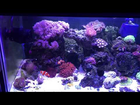 Видео: Морской Аквариум дома с водой из под крана.