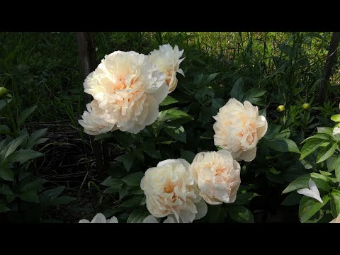 Видео: Дорогая моя Энжи. Обзор цветения сеянцев сезона 2023г. 9 серия. Группа Энжи. 4К