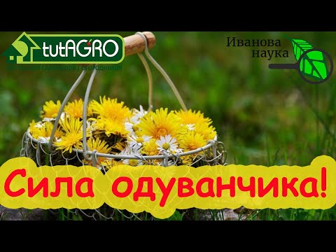 Видео: СИЛА ОДУВАНЧИКА! Как лучше потреблять одуванчик для здоровья и кому его нельзя (много).