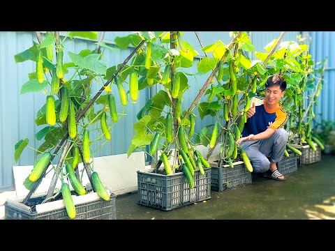 Видео: Как сделать очень простую шпалеру для огурцов – обильную и урожайную!