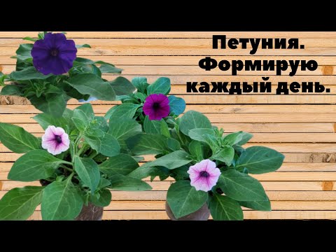Видео: ПЕТУНИЯ. Формирую каждый день.