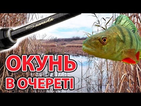 Видео: Окунь в очереті рибалка на силікон ловля окуня на спінінг  Azura Sawada Light Rod