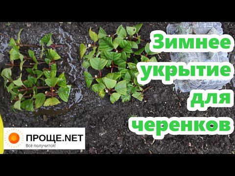 Видео: Осеннее черенкование метельчатой гортензии. Укрытие черенков на зиму.