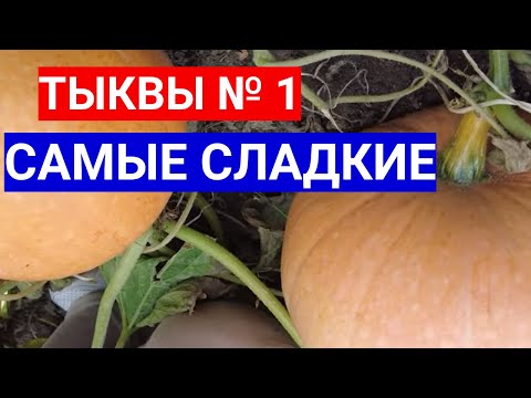 Видео: ТЫКВЫ № 1 В МОЕЙ КОЛЛЕКЦИИ - САМЫЕ СЛАДКИЕ СОРТА