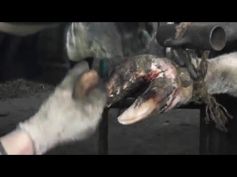 Видео: Расчистка копыт ножом, клещами и рашпилемTrimming hooves knife, mites and rasp.